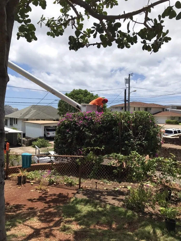 Local residential landscaping in Honolulu, HI - Polyscapes