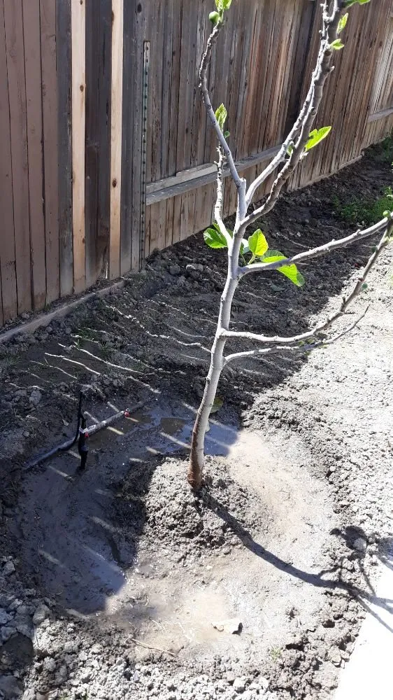 Trusted lawn mowing service for outdoor upgrades across Bakersfield, CA - Poma Landscaping