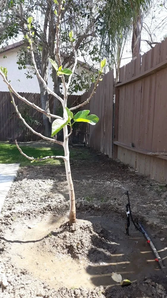 Custom landscaping services in Bakersfield, CA by Poma Landscaping