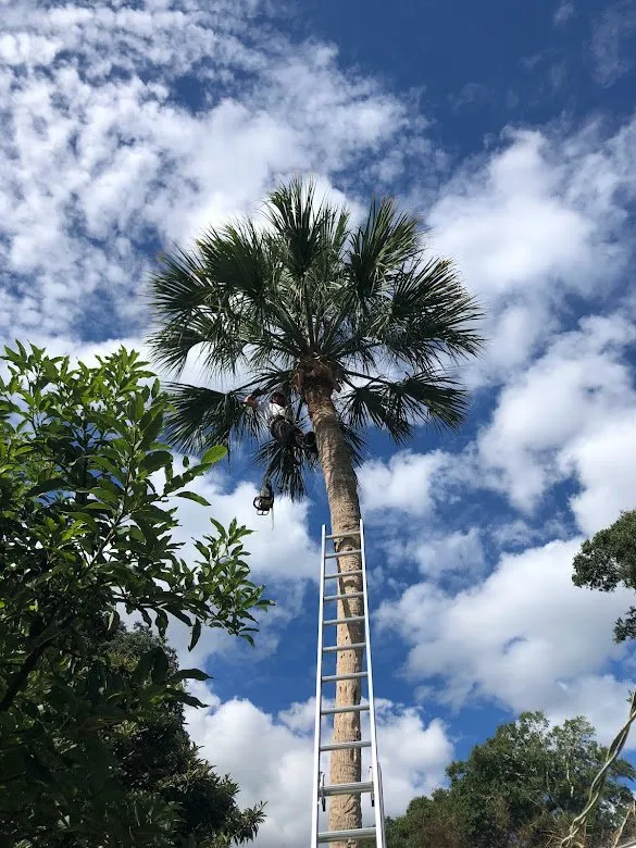 Custom yard maintenance for beautiful yards in St. Augustine, FL by Ponce de Lawn Landscaping