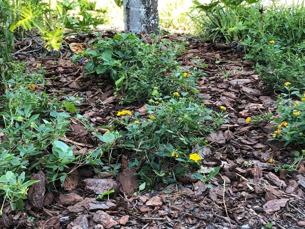 Professional outdoor landscaping for residential properties in St. Augustine, FL by Ponce de Lawn Landscaping