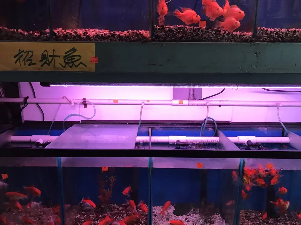 Top-rated outdoor landscaping experts serving San Gabriel, CA - Pond 101