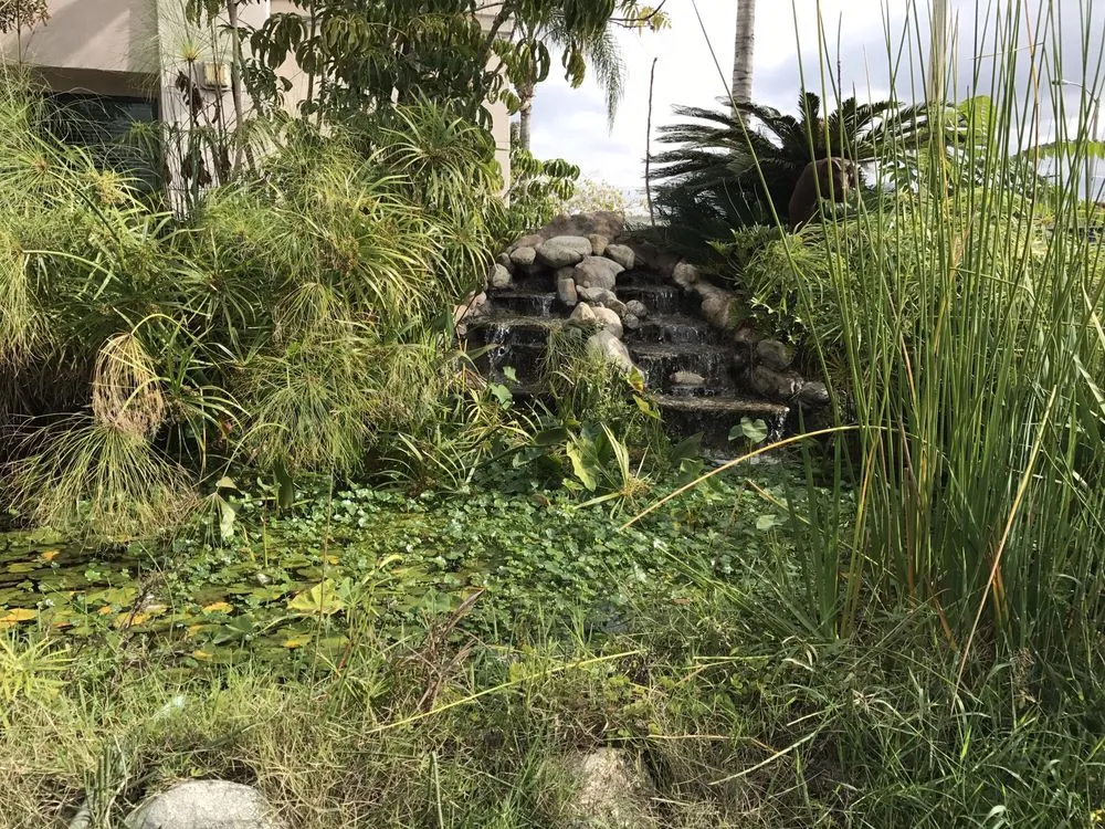 Affordable yard cleanup service for year-round maintenance across San Gabriel, CA - Pond 101