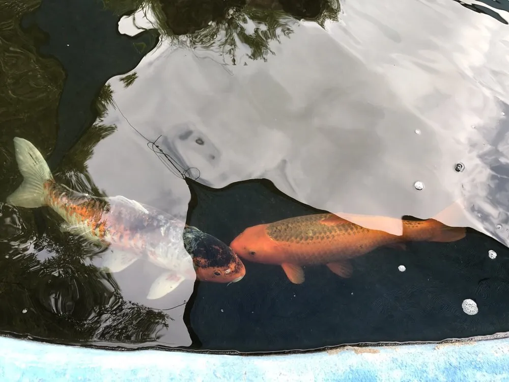 Trusted landscape installation experts serving San Gabriel, CA - Pond 101