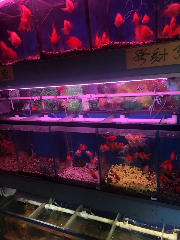 Top-rated lawn mowing service experts serving San Gabriel, CA - Pond 101