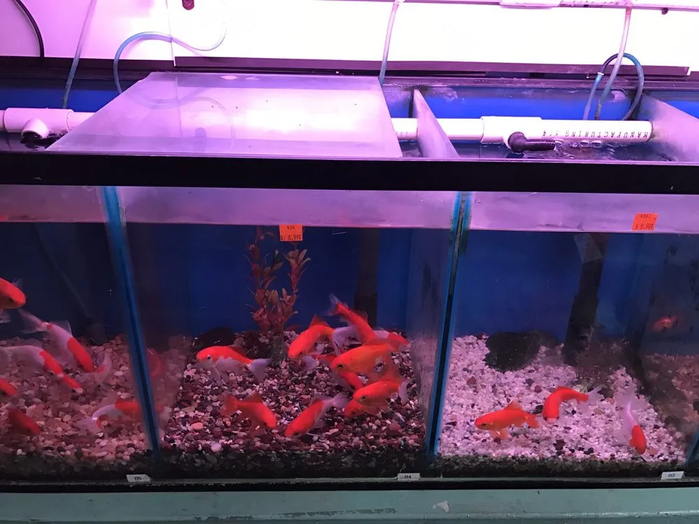 Top-rated outdoor landscaping near you in San Gabriel, CA by Pond 101