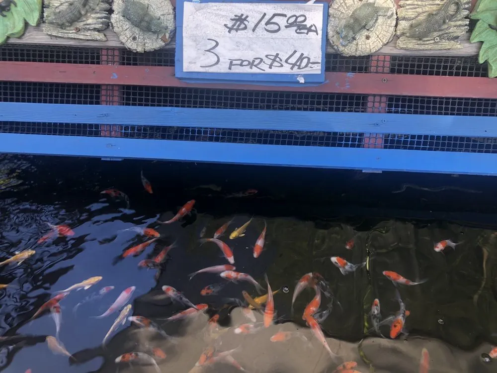 Custom landscaping services with custom design across San Gabriel, CA - Pond 101