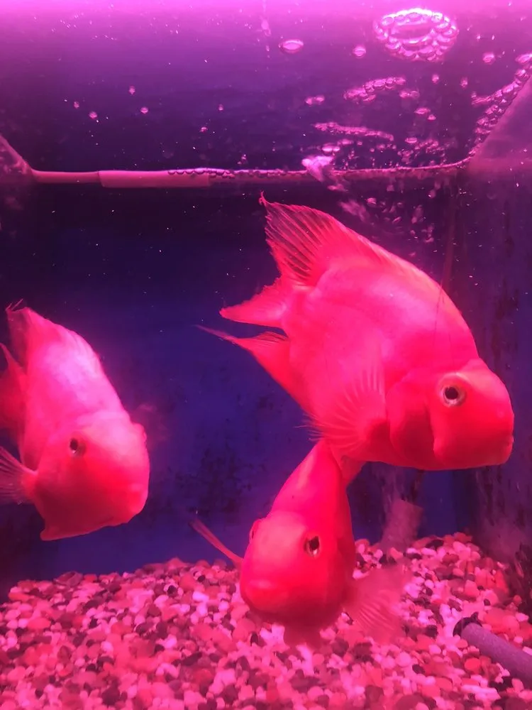 Affordable residential landscaping for year-round maintenance across San Gabriel, CA - Pond 101