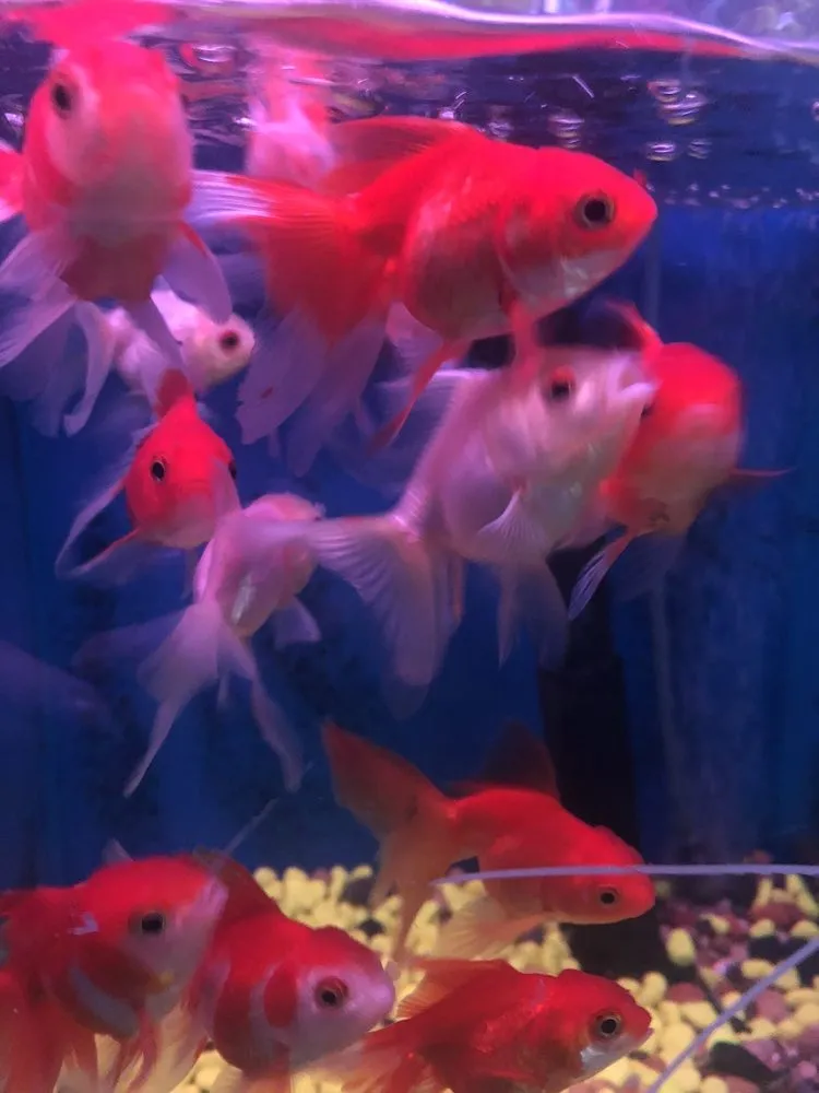 Top-rated lawn mowing service in San Gabriel, CA - Pond 101