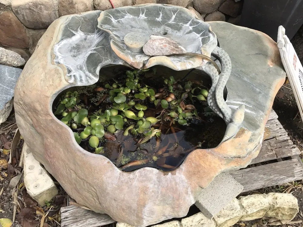 Professional yard maintenance in San Gabriel, CA by Pond 101