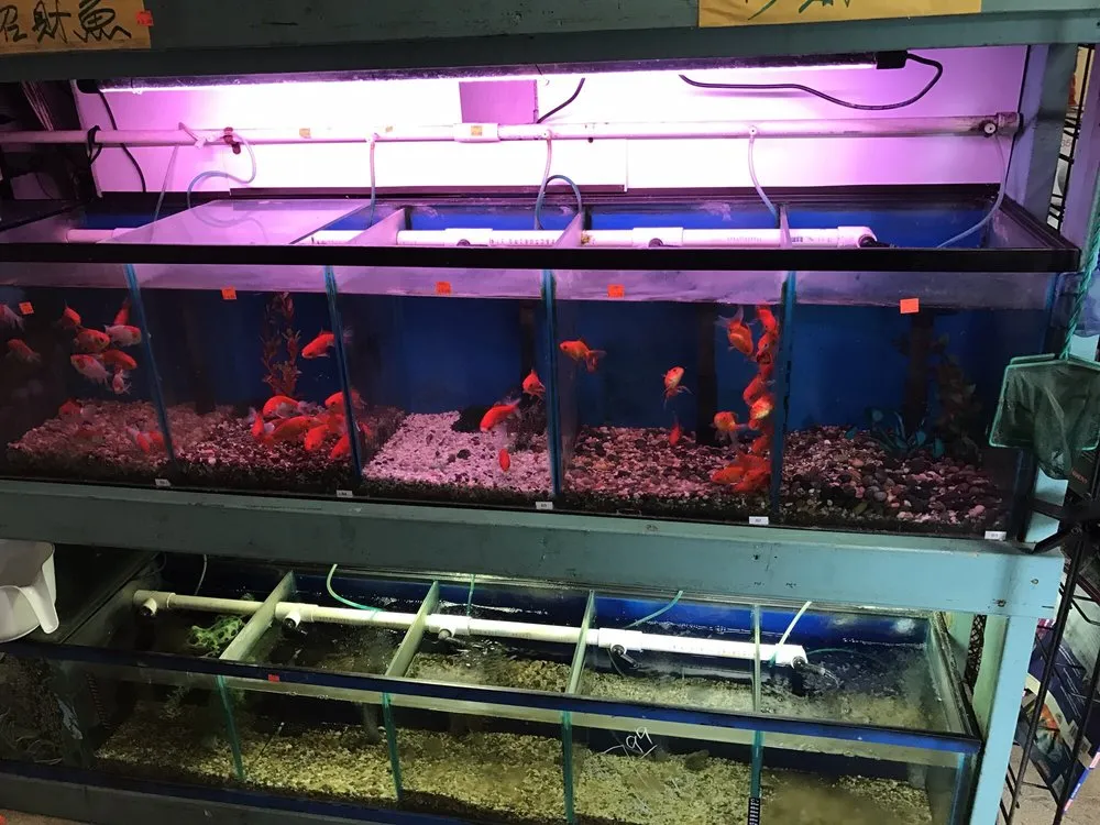 Trusted lawn care service for outdoor upgrades in San Gabriel, CA by Pond 101