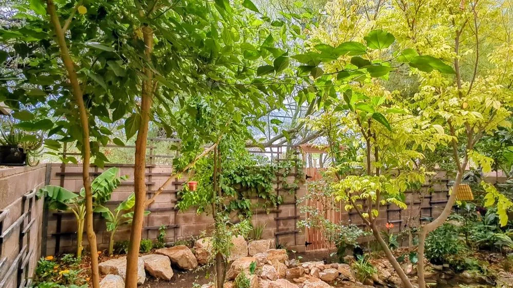 Custom landscape design in Tucson, AZ by Pond and Permaculture Design