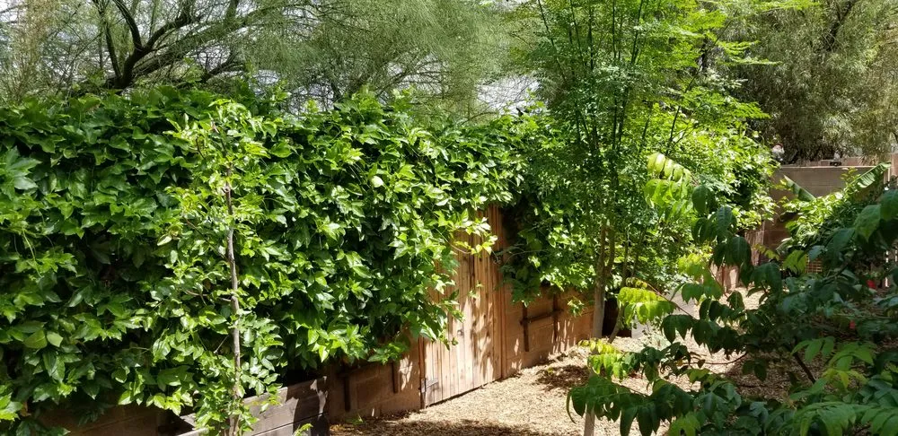 Expert lawn mowing service in Tucson, AZ by Pond and Permaculture Design