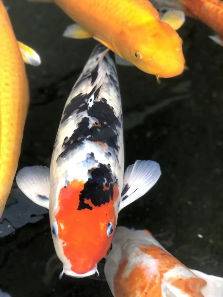 Reliable residential landscaping for outdoor upgrades across San Fernando Valley, CA - Pond Creations