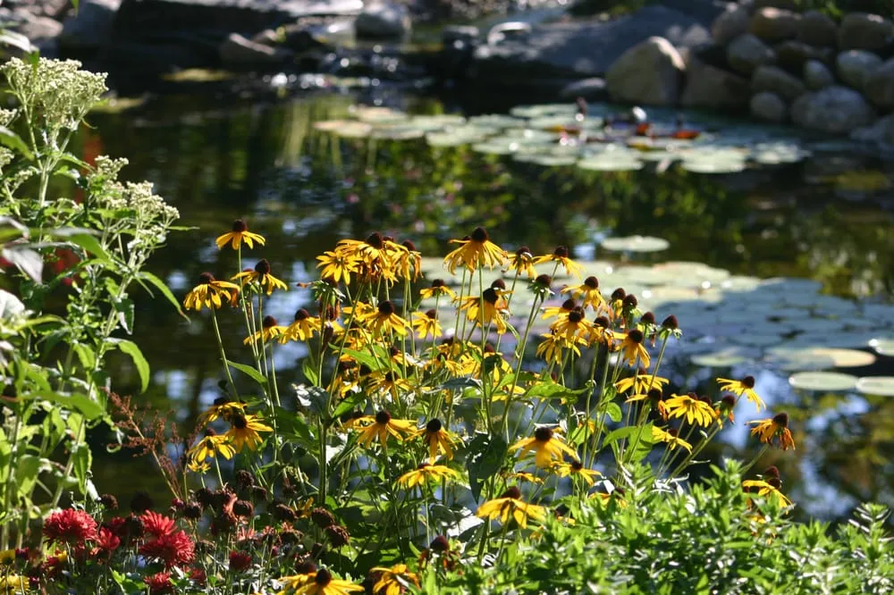 Professional lawn care service experts serving Minneapolis, MN - Pond King Water Gardens