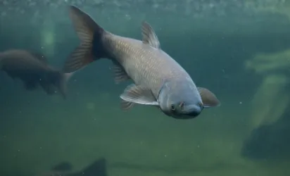 Top-rated landscape installation with custom design across Greensboro, NC - Pond Lake Management