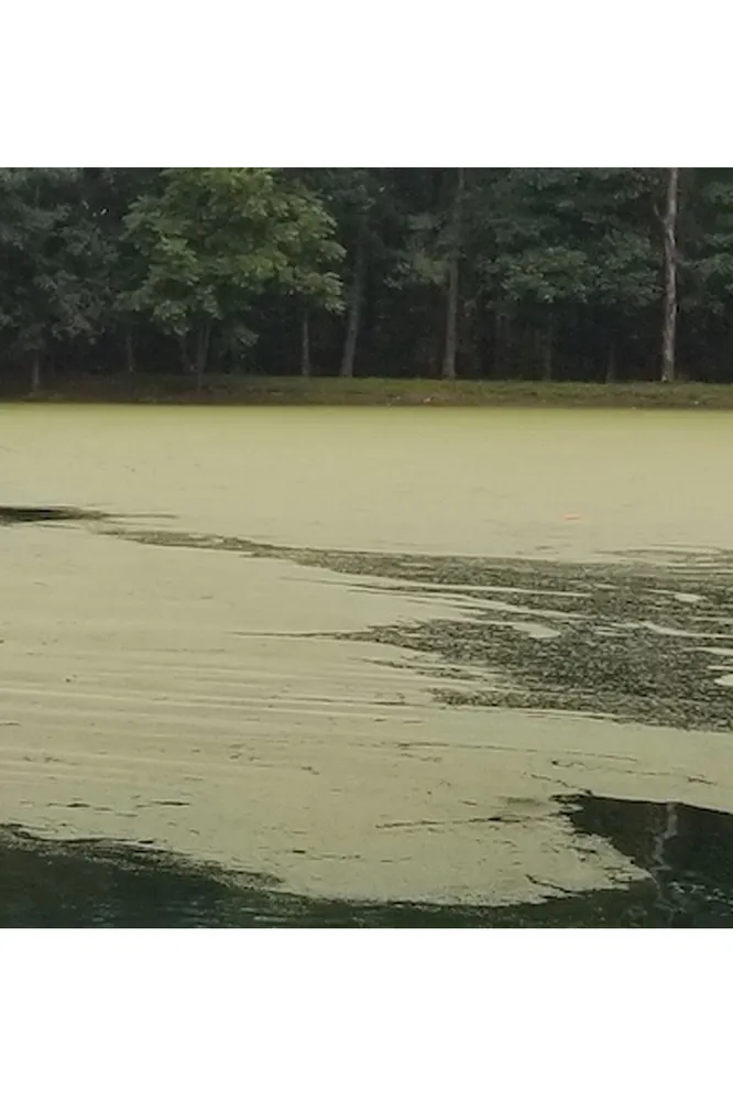 Trusted landscape installation for homes across Greensboro, NC - Pond Lake Management