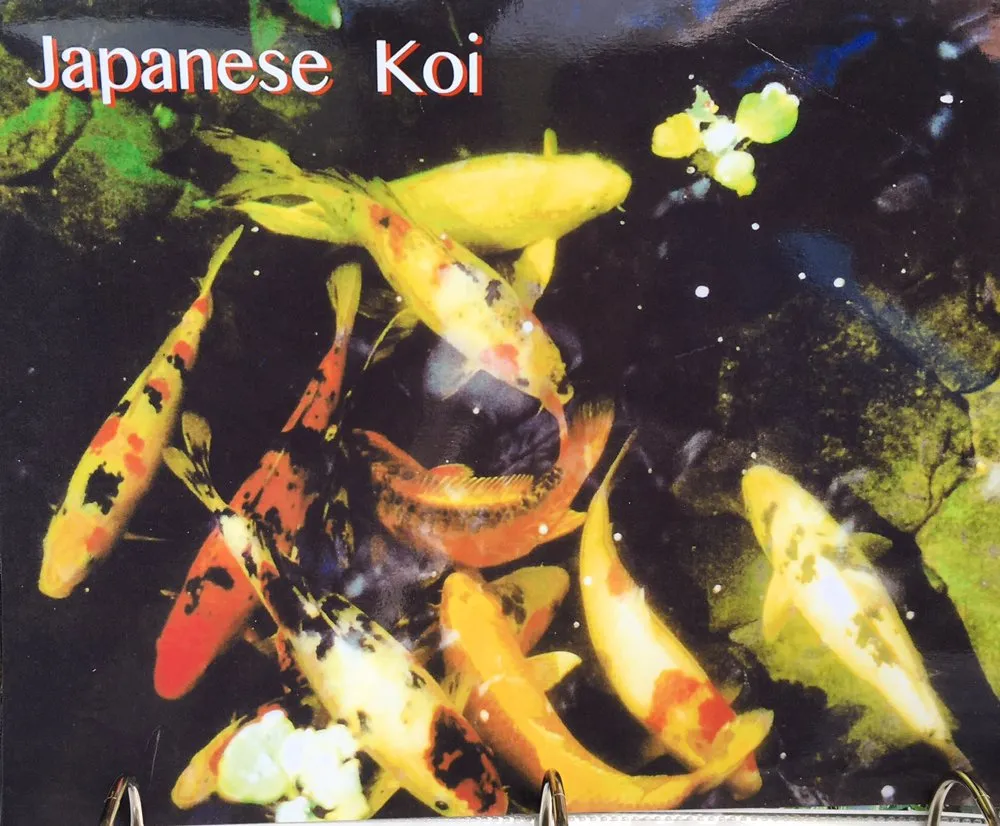 Trusted lawn mowing service in Islandia, NY - Pond Paradise Designs