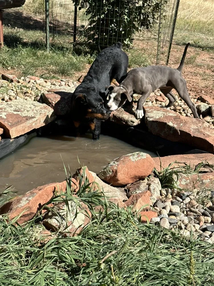 Local residential landscaping in Fort Collins, CO by Pond People