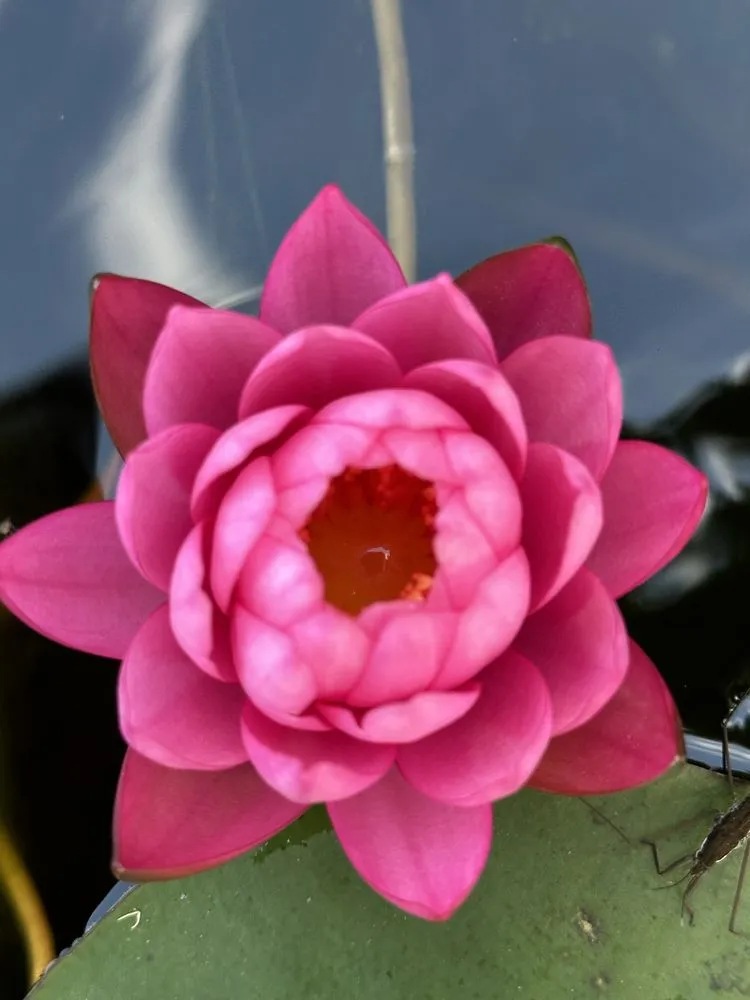 Local landscaping services experts serving Fort Collins, CO - Pond People