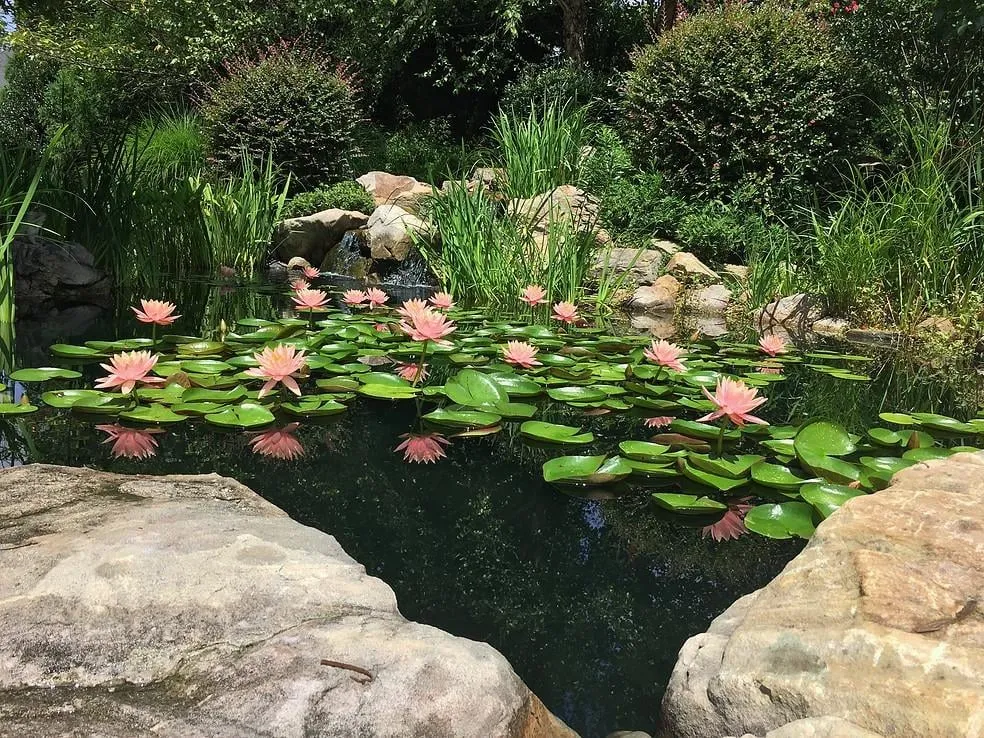 Reliable residential landscaping in Greensboro, NC by Pond Professors