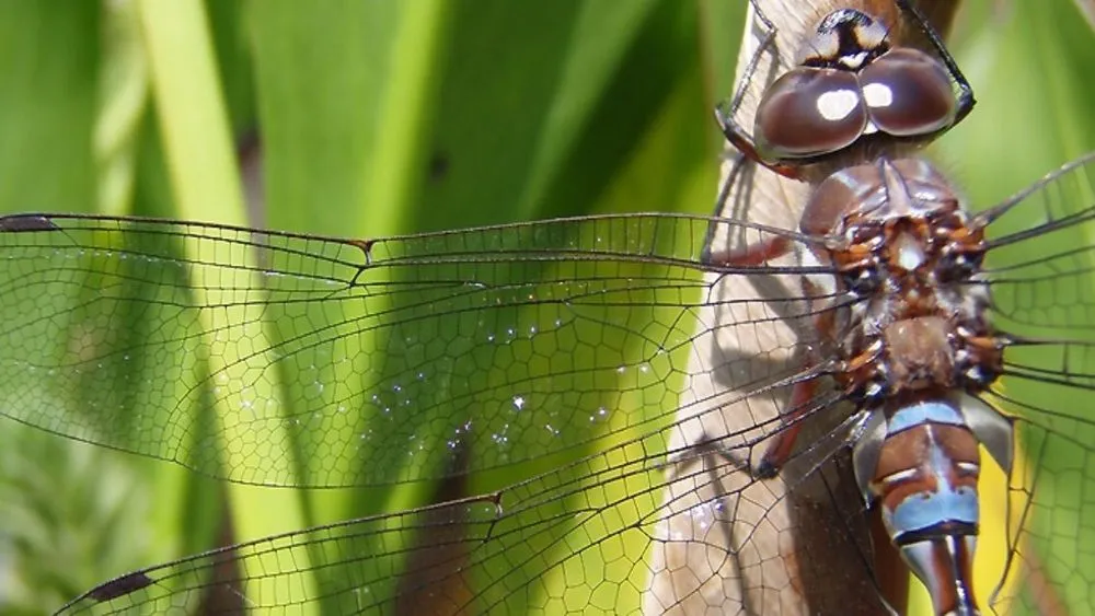 Reliable landscape design in El Cerrito, CA by Pond Revival