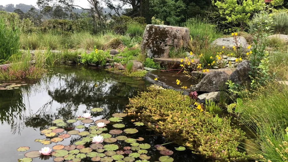 Reliable residential landscaping for beautiful yards across El Cerrito, CA - Pond Revival