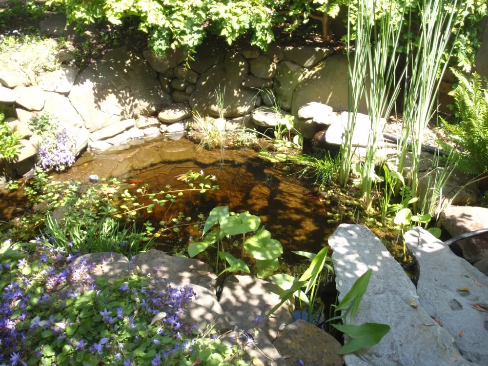 Custom residential landscaping experts serving El Cerrito, CA - Pond Revival