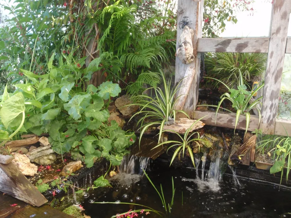 Custom landscaping services for year-round maintenance in El Cerrito, CA by Pond Revival