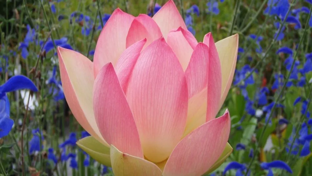 Reliable yard cleanup service in El Cerrito, CA - Pond Revival