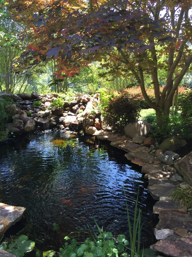 Trusted yard cleanup service in El Cerrito, CA - Pond Revival