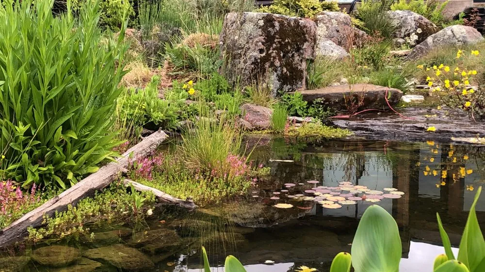 Affordable landscape design for outdoor upgrades across El Cerrito, CA - Pond Revival