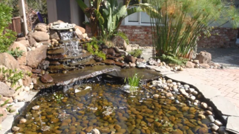 Top-rated lawn care service in El Cerrito, CA - Pond Revival