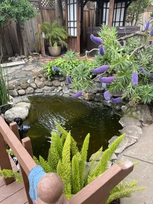 Pond Revival