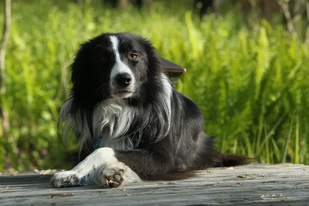 Top-rated yard cleanup service in North Canton, OH by Pond Wiser