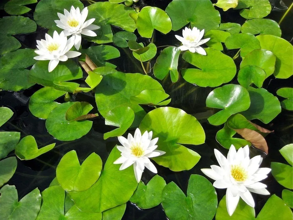 Affordable landscaping services in North Canton, OH by Pond Wiser