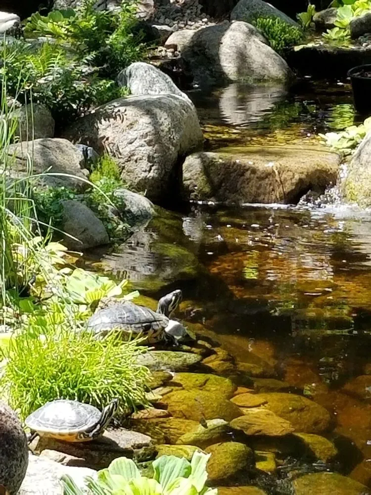 Trusted yard maintenance in Los Angeles, CA by Pond Works