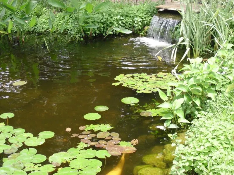 Local landscape design in San Antonio, TX - Pondcare of San Antonio