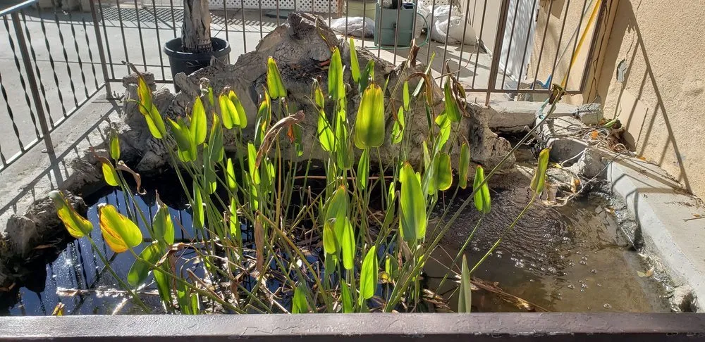 Custom garden landscaping in Indian Wells, CA - Ponderiffic Adventures