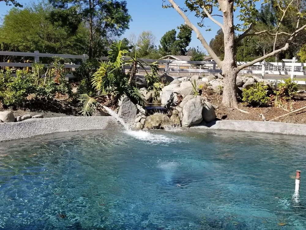 Professional yard cleanup service for residential properties across Indian Wells, CA - Ponderiffic Adventures