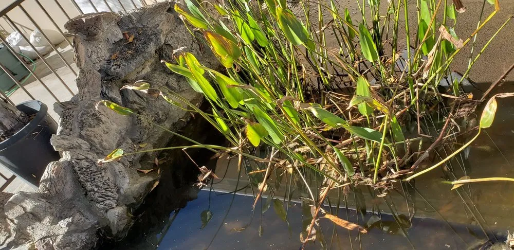 Custom lawn mowing service experts serving Indian Wells, CA - Ponderiffic Adventures