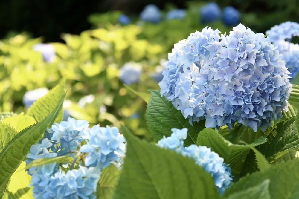 Expert yard cleanup service for residential properties in Eastham, MA by Ponderosa Landscaping