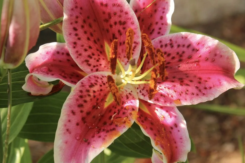 Expert lawn care service with custom design across Eastham, MA - Ponderosa Landscaping