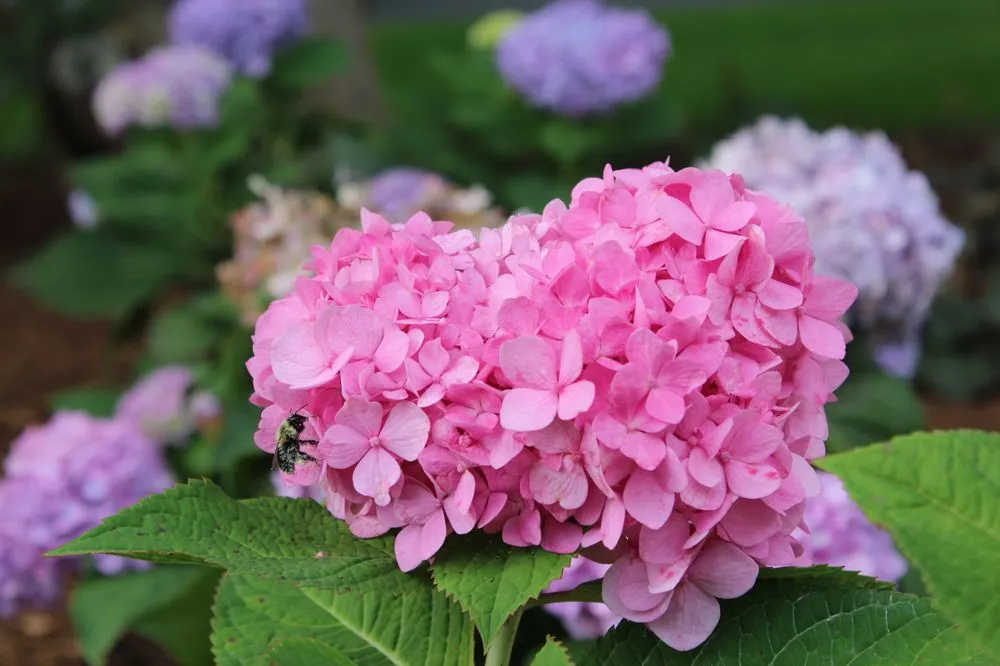 Top-rated landscape design for year-round maintenance across Eastham, MA - Ponderosa Landscaping