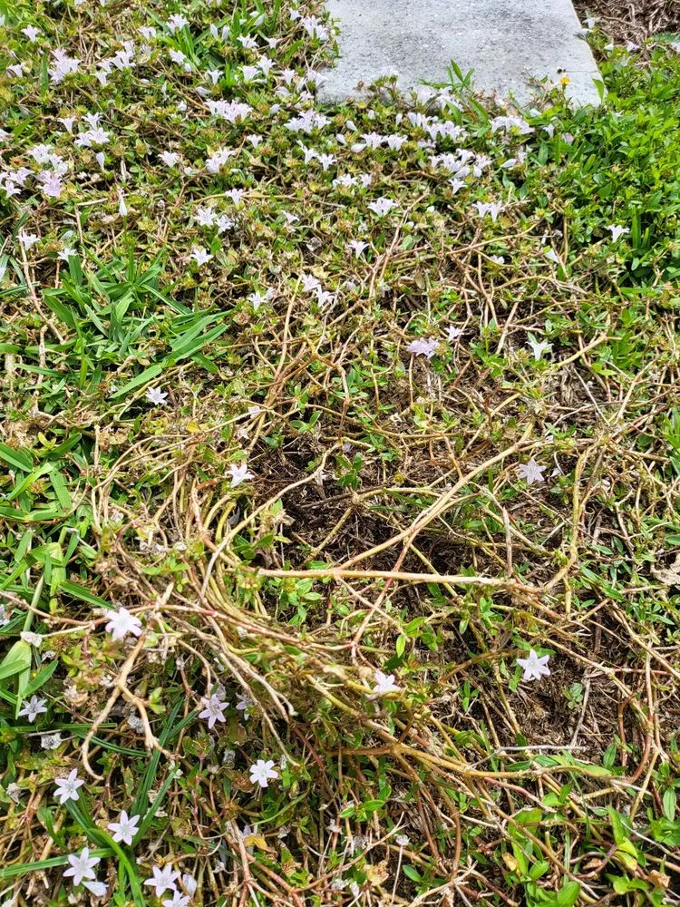 Affordable yard cleanup service in Oakland Park, FL - Ponderosa Landscaping