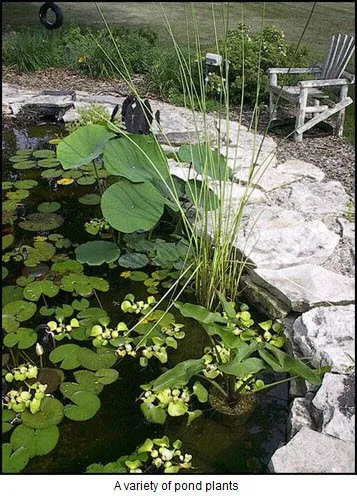 Custom outdoor landscaping in Colgate, WI - Ponds & Paradise