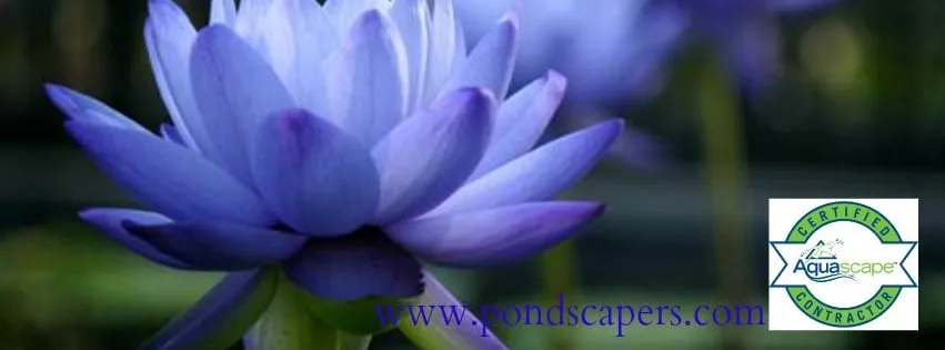 Trusted yard maintenance for year-round maintenance across Taylorsville, NC - Pondscapers