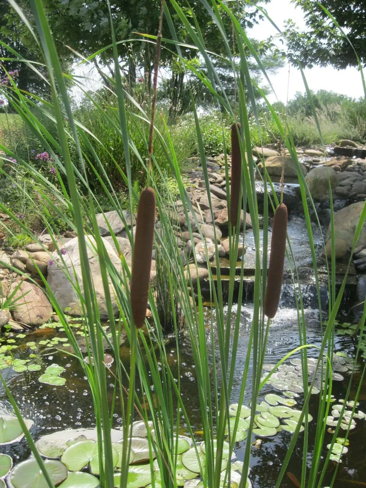 Affordable lawn care service in Taylorsville, NC - Pondscapers