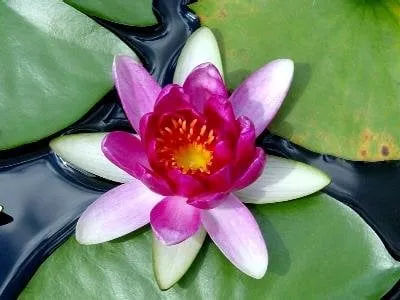 Affordable yard maintenance experts serving Marietta, GA - Pondscapes Atlanta