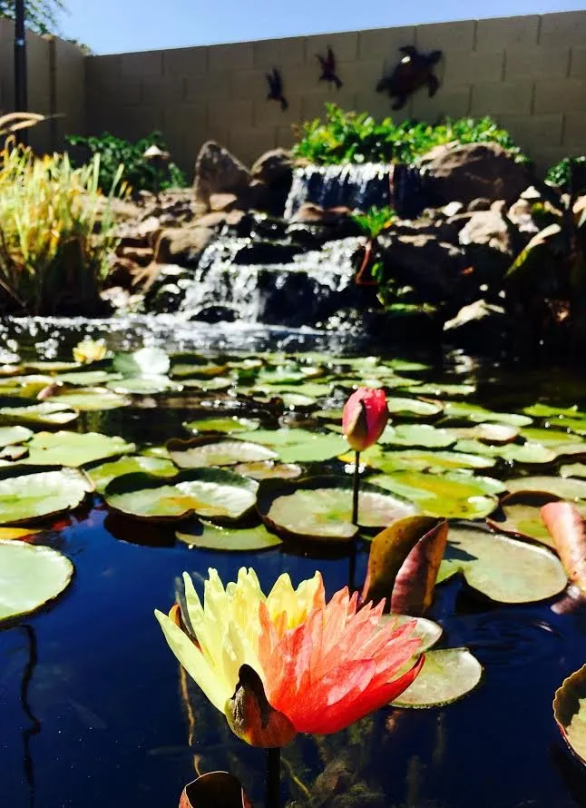 Top-rated lawn mowing service in Queen Creek, AZ - Pondscapes